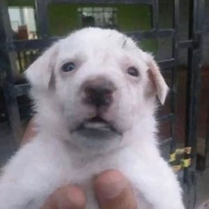 Meet your Posher, Emile